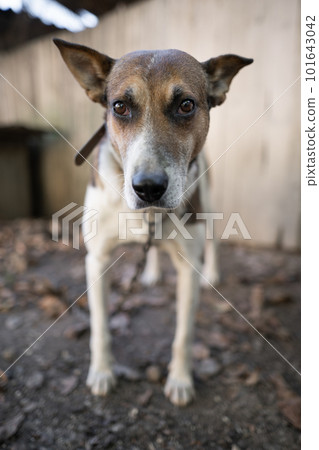 A lonely and sad guard dog on a chain near a dog house outdoors. A lonely and sad guard dog on a chain near a dog house outdoors. 101643042