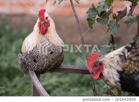 beautiful chickens and roosters outdoors in the yard. 101643050