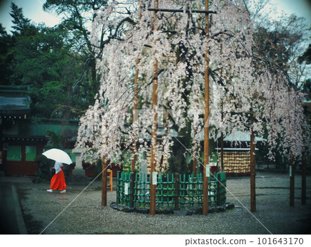 盛開的櫻花和一把雨傘 盛開的櫻花和一把雨傘 101643170