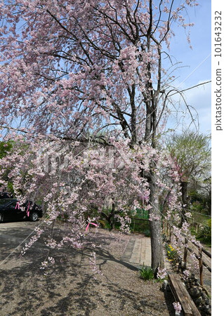 櫻花盛開的公園 櫻花盛開的公園 101643232