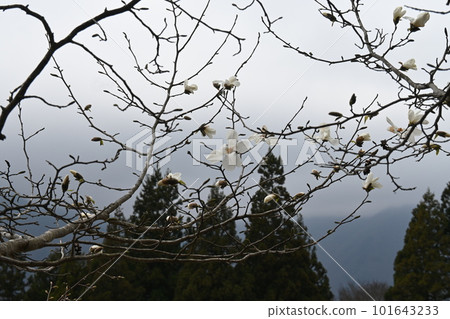 開花在樹的白花 開花在樹的白花 101643233