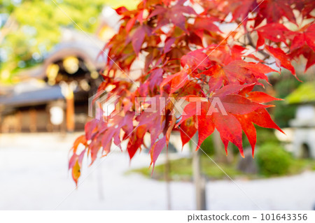 總公司京都市紅葉北山今宮神社的秋葉 總公司京都市紅葉北山今宮神社的秋葉 101643356
