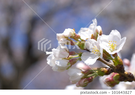 blooming sakura 101643827