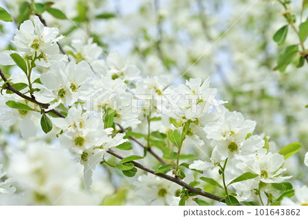 落葉喬木 101643862