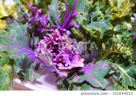 Petit Vert Vegetables 101644032