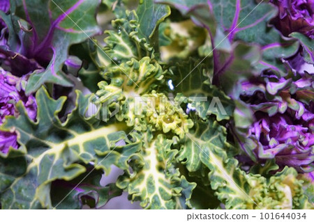 Petit Vert Vegetables 101644034