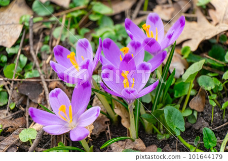Blooming purple crocus flowers outdoors in a park, garden or forest Blooming purple crocus flowers outdoors in a park, garden or forest 101644179