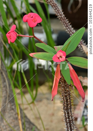 花長頸鹿 (Euphorbiaceae) 屬 Euphorbia 花長頸鹿 (Euphorbiaceae) 屬 Euphorbia 101644219