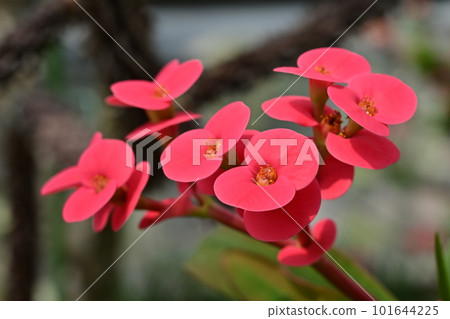 Flower giraffe (Euphorbiaceae) genus Euphorbia Flower giraffe (Euphorbiaceae) genus Euphorbia 101644225