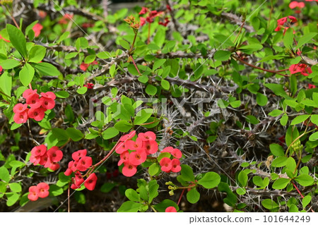 花長頸鹿 (Euphorbiaceae) 屬 Euphorbia 花長頸鹿 (Euphorbiaceae) 屬 Euphorbia 101644249