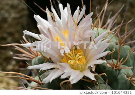 Scarlet-Crowned Dragon, Cactaceae Scarlet-Crowned Dragon, Cactaceae 101644351