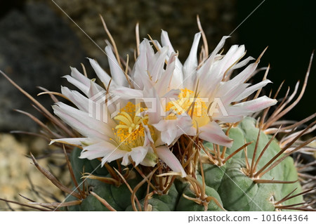 Scarlet-Crowned Dragon, Cactaceae Scarlet-Crowned Dragon, Cactaceae 101644364