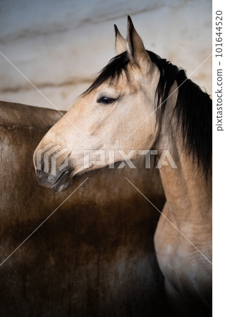a beautiful horse in the stable a beautiful horse in the stable 101644520