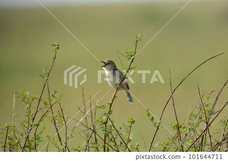 wild bird, africa, tanzania 101644711