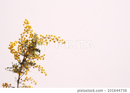 含羞草花,白色背景 含羞草花,白色背景 101644736