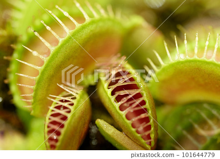 Group of Venus flytraps Group of Venus flytraps 101644779