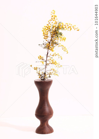 Yellow mimosa flower Yellow mimosa flower 101644903