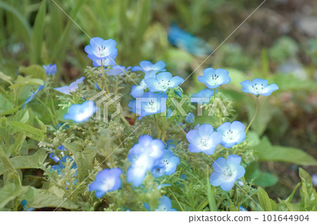 Nemophila flowers that grow in clusters 101644904