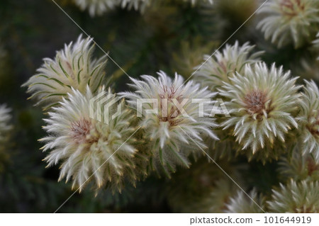 Phyllica pubessens Waftfeather 101644919