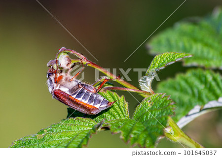 Cockchafer, colloquially called Maybug Maybeetle or doodlebug 101645037