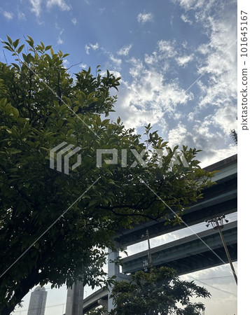Trees and sky Trees and sky 101645167