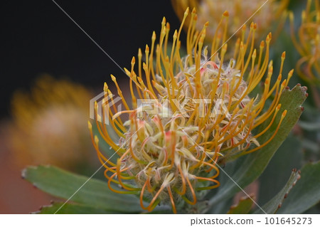Leucospermum petite（山龍眼科，Protea 屬） 101645273