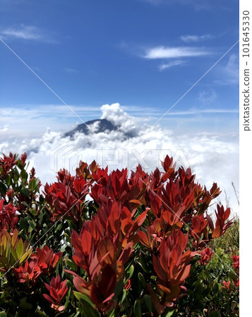 Mountain red flowers images Mountain red flowers images 101645330