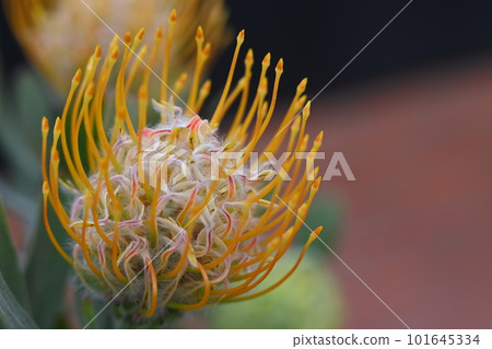 Leucospermum petite（山龍眼科，Protea 屬） 101645334