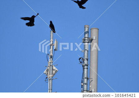 crow perched on antenna crow perched on antenna 101645421
