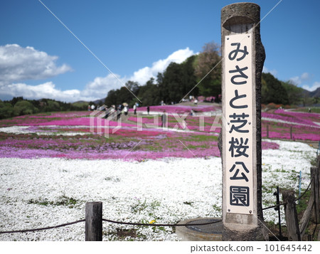 Misato Shiba cherry park Misato Shiba cherry park 101645442