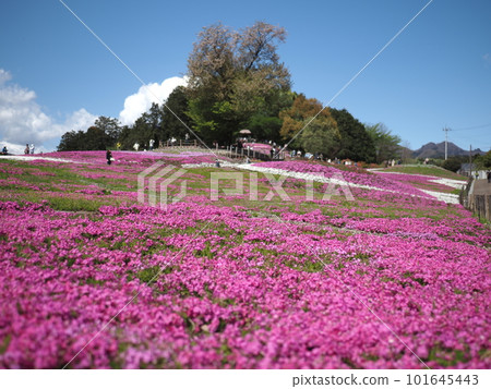 Misato Shiba cherry park 101645443