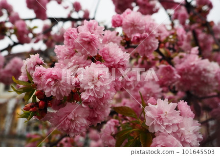 Sakura, species and varieties of trees of the subfamily Plum Prunoideae, serrated cherry Prunus serrulata. Decorative plants. Lovely pink flowers blooming in spring. Ephemerality of life, Buddhism. 101645503
