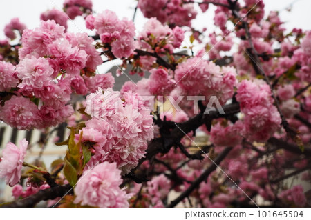 Sakura, species and varieties of trees of the subfamily Plum Prunoideae, serrated cherry Prunus serrulata. Decorative plants. Lovely pink flowers blooming in spring. Ephemerality of life, Buddhism. 101645504