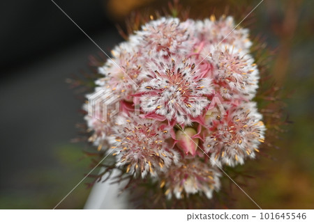 Serruria camerun(山龍眼科,Serruria 屬) Serruria camerun(山龍眼科,Serruria 屬) 101645546