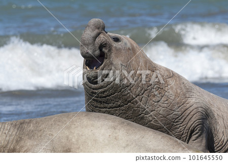 Male elephant seal, Peninsula Valdes, Patagonia, Argentina 101645550