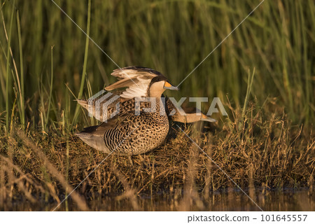 Silver Teal, Spatula versicolor, in lagoon environment, La Pampa, Argentina. Silver Teal, Spatula versicolor, in lagoon environment, La Pampa, Argentina. 101645557