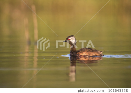 White tufted Grebe,Rollandia rolland, La Pampa, Argentina. White tufted Grebe,Rollandia rolland, La Pampa, Argentina. 101645558