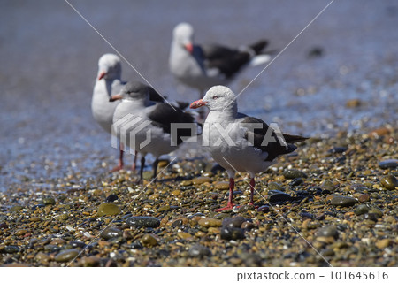 Dolphin Gull 101645616