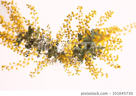 Mimosa flowers, white background 101645730