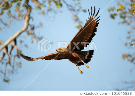 Close-up of Savanna hawk in flight 101645828