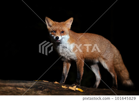 Red fox standing on a tree in autumn at night 101645829