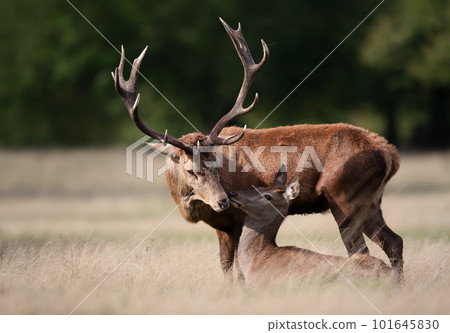 Red deer stag with a hind during rutting season in autumn Red deer stag with a hind during rutting season in autumn 101645830