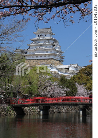 姬路城和盛開的櫻花06 101645838