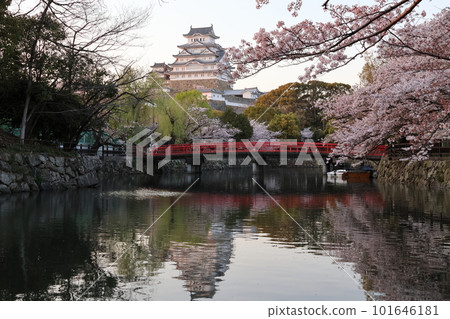 姬路城和盛開的櫻花36 101646181