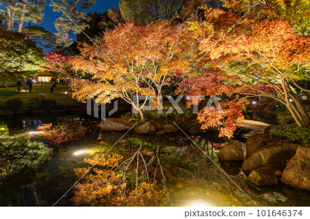 《Tokyo》Autumn leaves light up・Otaguro Park 101646374