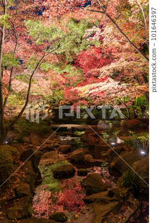 《東京》紅葉點亮・大田黑公園 101646397