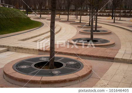 Park Krasnodar in winter. Close-up of tree trunks. 101646405