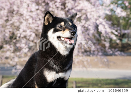 Sherry with drooping cherry blossoms Sherry with drooping cherry blossoms 101646569