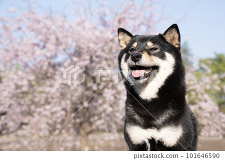 Bust-up of Sherry with drooping cherry blossoms and laughing Mameshiba Bust-up of Sherry with drooping cherry blossoms and laughing Mameshiba 101646590