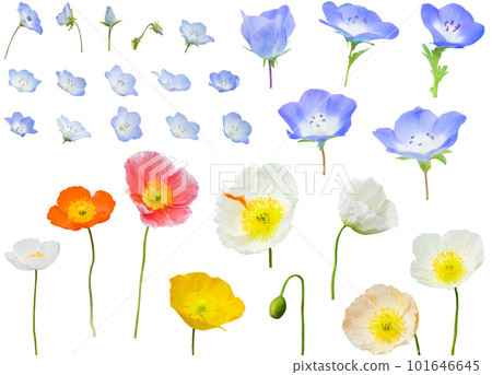 Cutout material set - nemophila and poppy Cutout material set - nemophila and poppy 101646645
